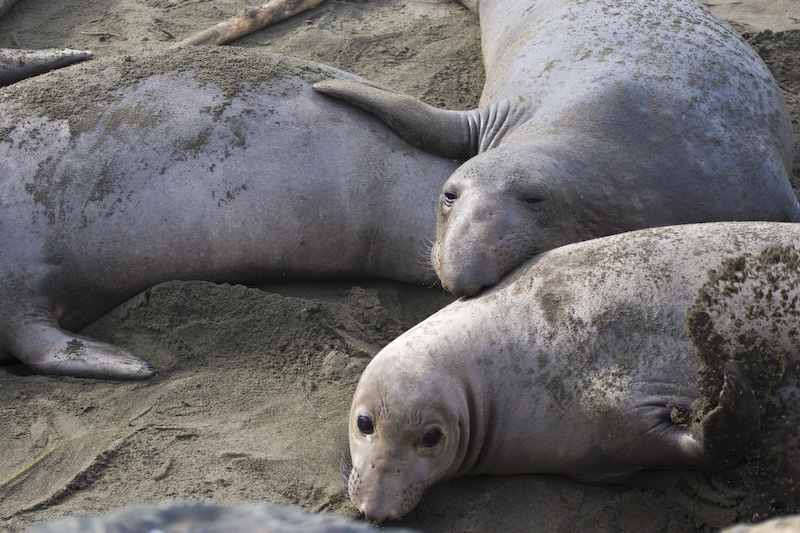 Northern Elephant Seals